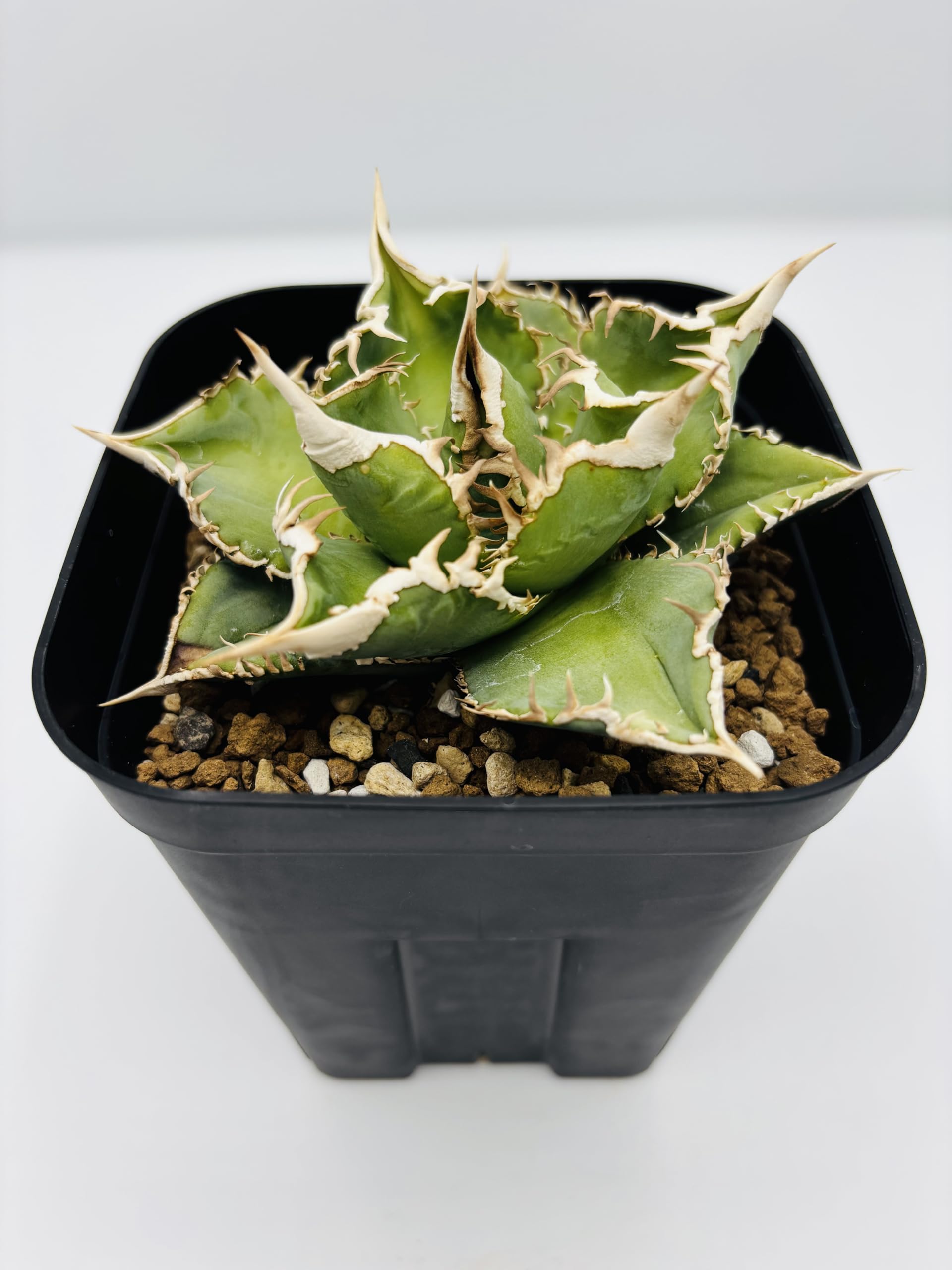 Amazon｜アガベ チタノタ 大白鯊/Agave titanota 'Great White Shark
